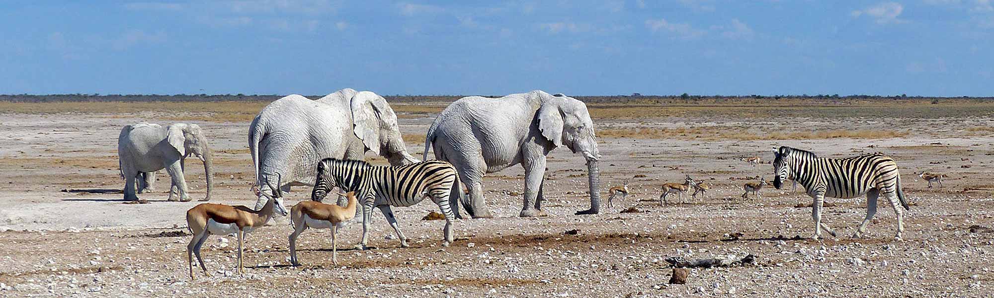 8-Day Namibia Highlights: Sossusvlei, Swakopmund, Twyfelfontein & Etosha NP (Lodging Safari)