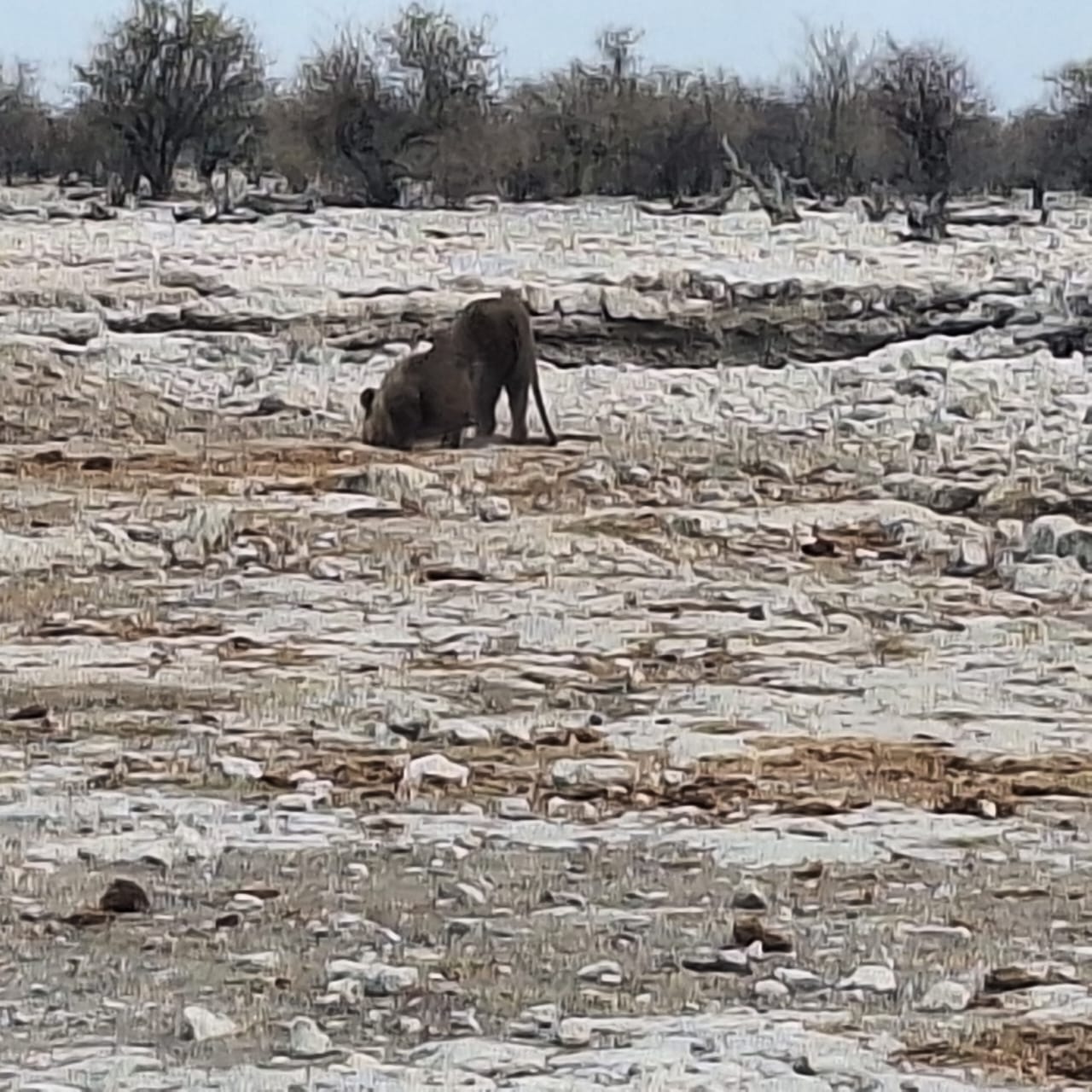 8天纳米比亚亮点：索苏斯维莱、斯瓦科普蒙德、Twyfelfontein&Etosha NP（住宿Safari） - 3