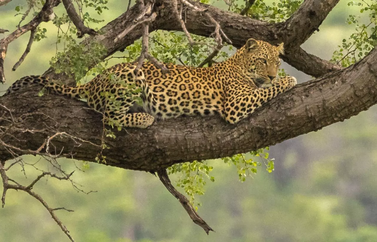 克鲁格国家公园&全景路线 - 2