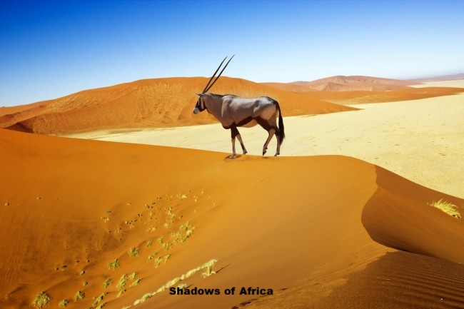 10-Day Top Namibian Destinations Fly-in Safari - 4