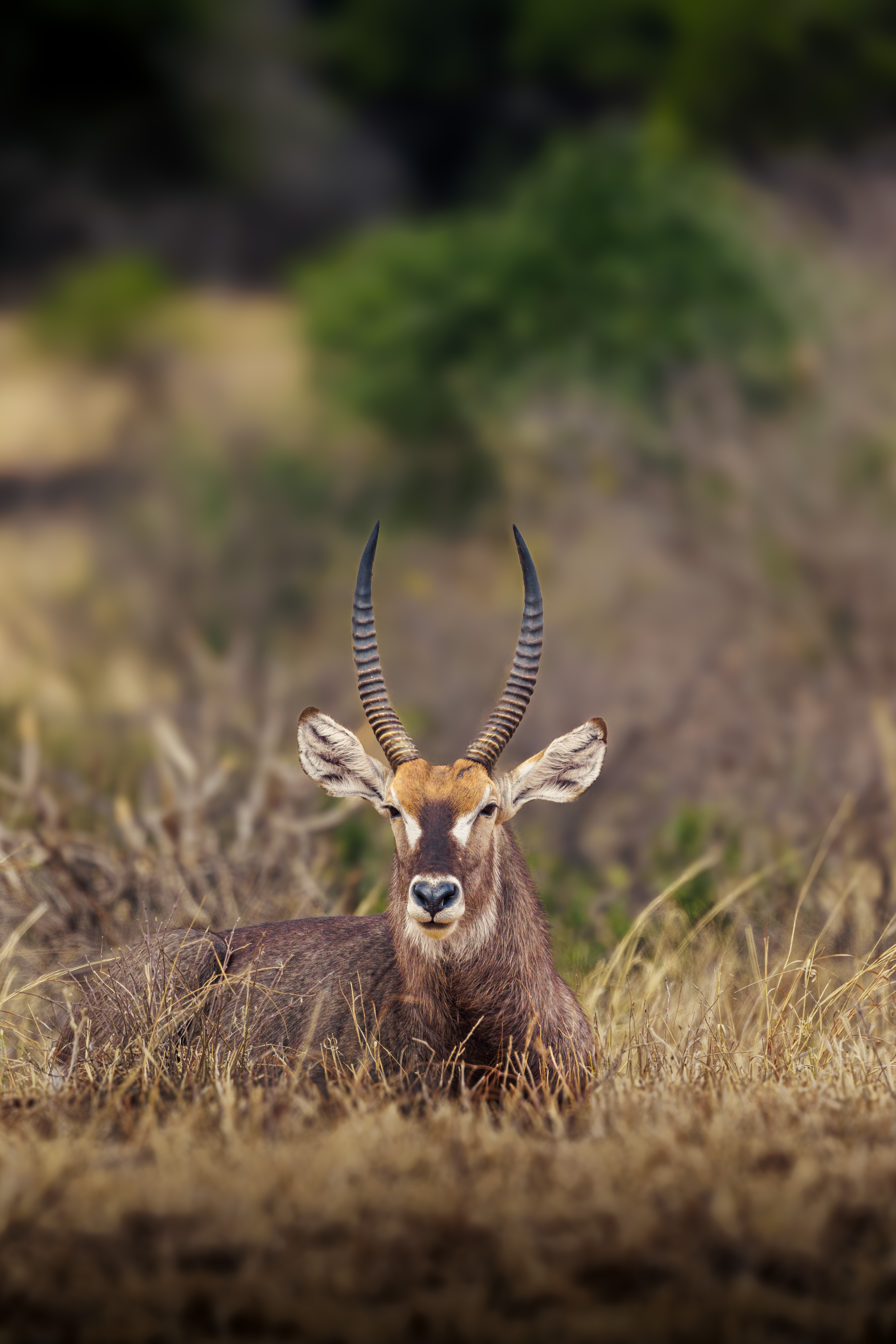 坦桑尼亚中程Safari - 1