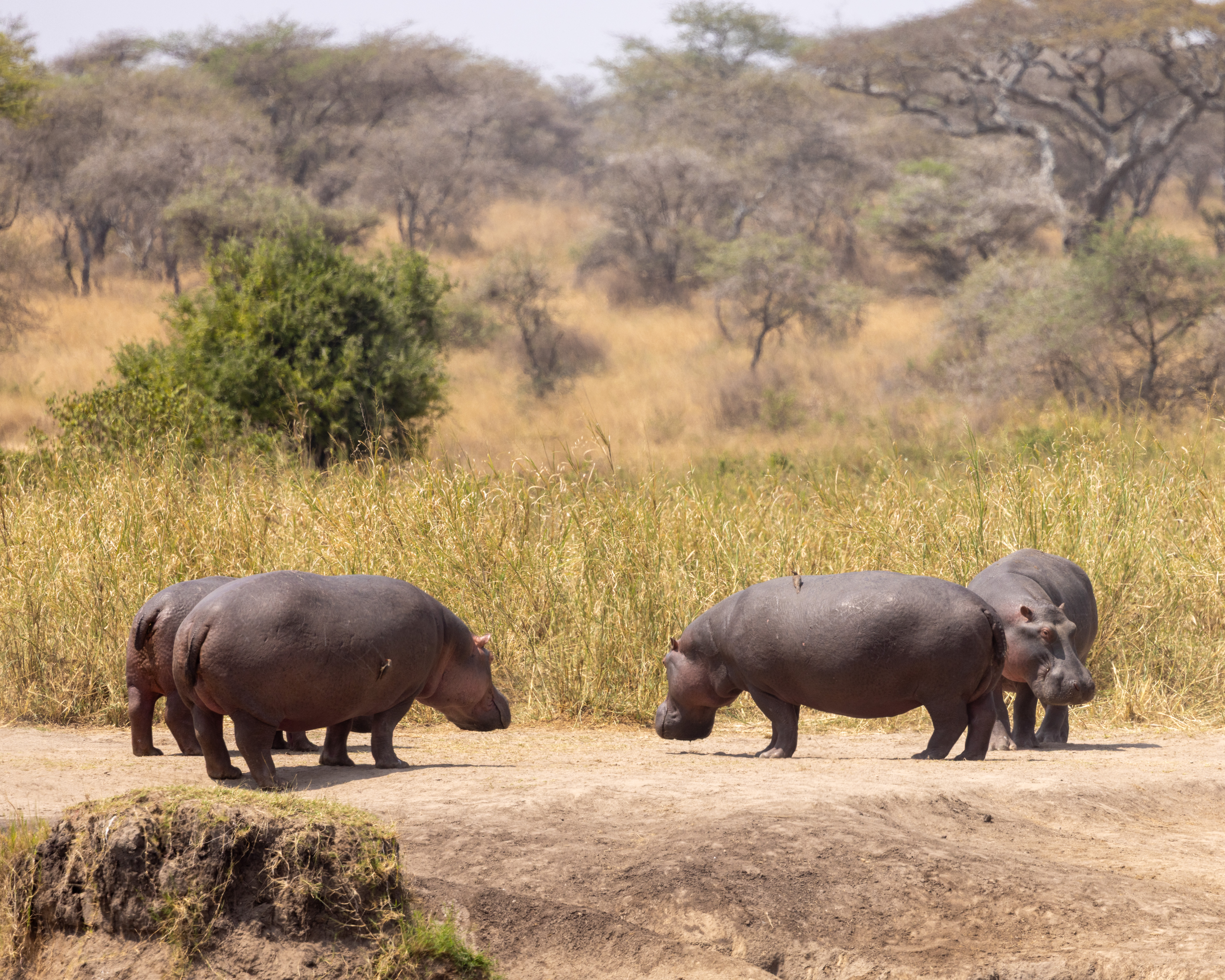 坦桑尼亚中程Safari - 2