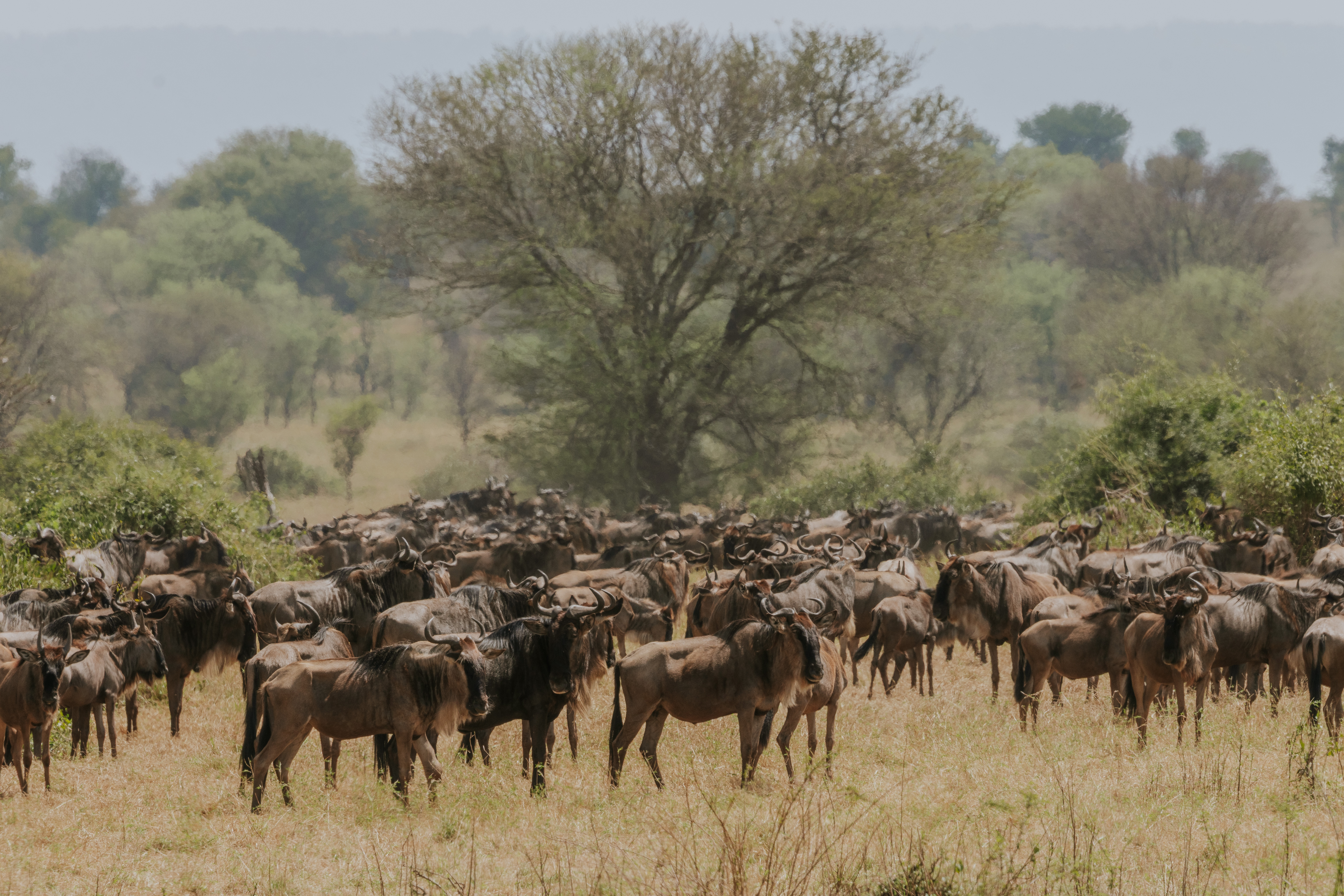 坦桑尼亚中程Safari - 4