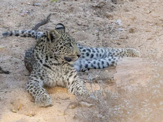 3 Day Kruger Park Safari Itinerary