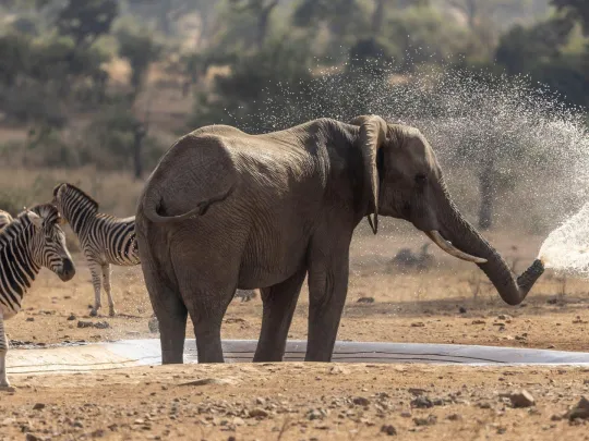 3日克鲁格公园Safari行程 - 2