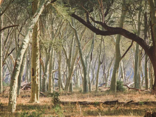 4 Day Luxury Northern Kruger Park Safari