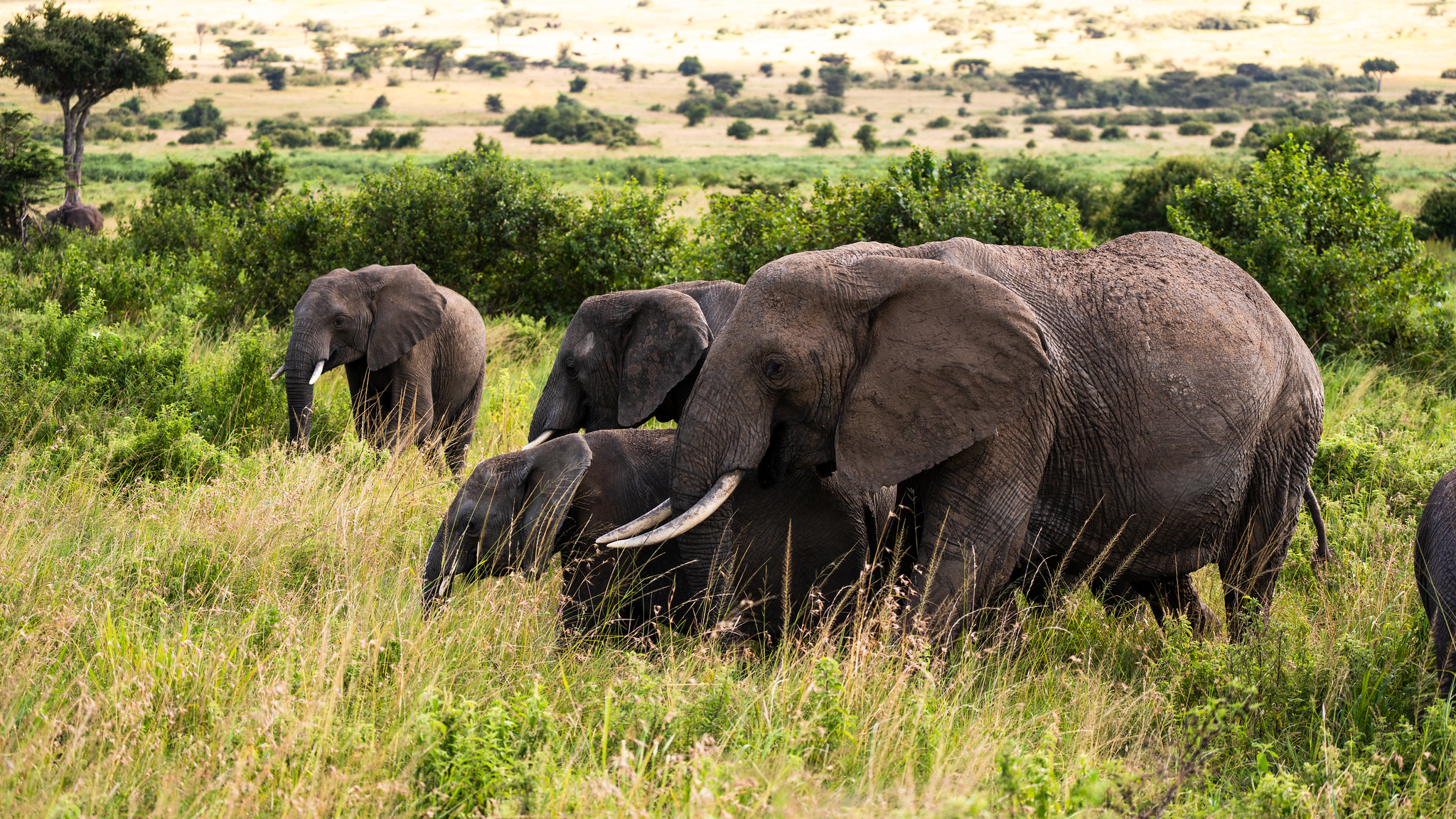 6天角马迁徙Safari - 2