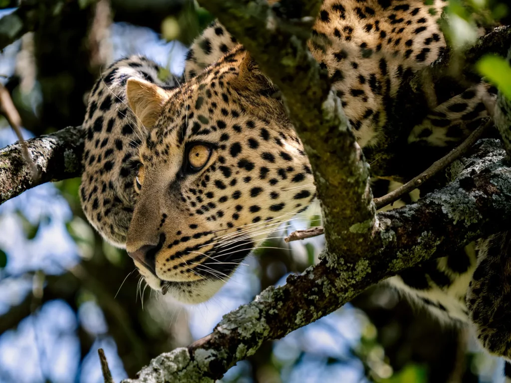 坦桑尼亚野生动物保护区（5天）。 - 4