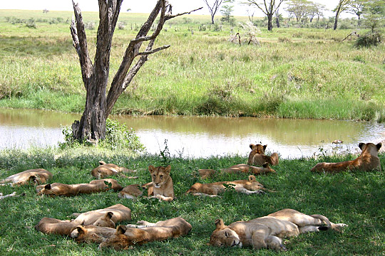 6天坦桑尼亚奢华狩猎。 - 4