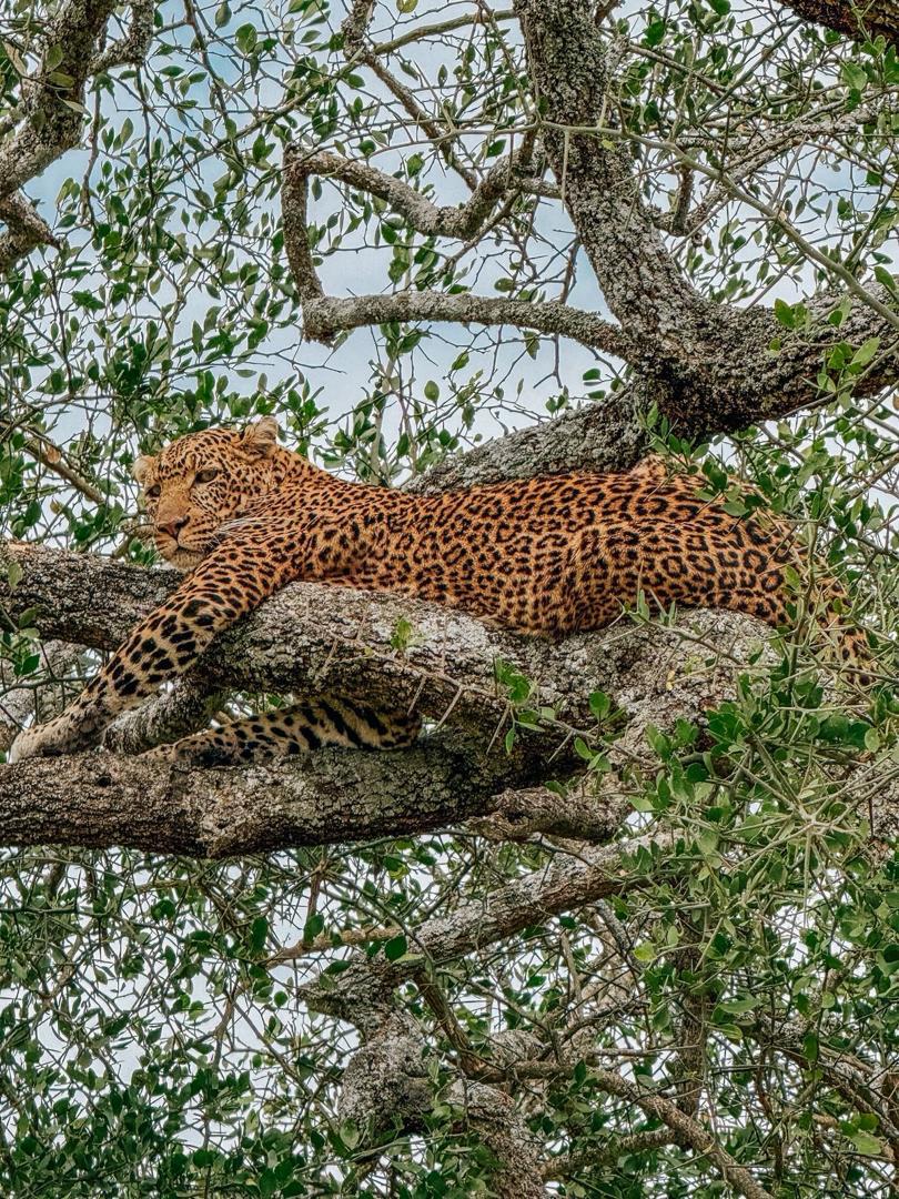 5天野马迁徙野生动物园。 - 4