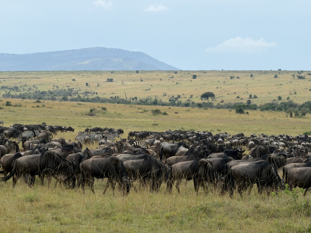 6天角马迁徙Safari - 3