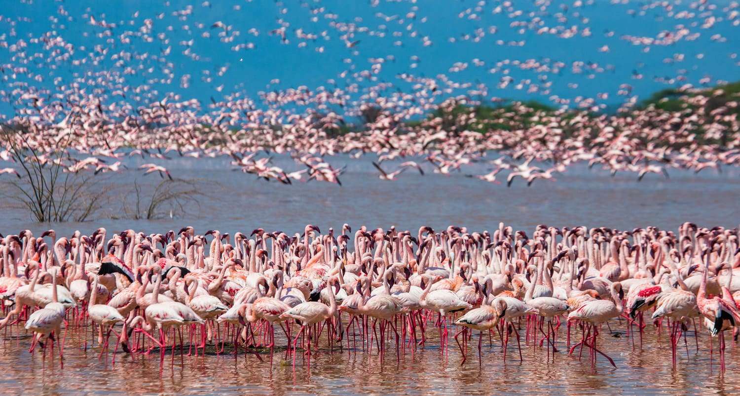 Lake Nakuru National Park - Day trip from Nairobi