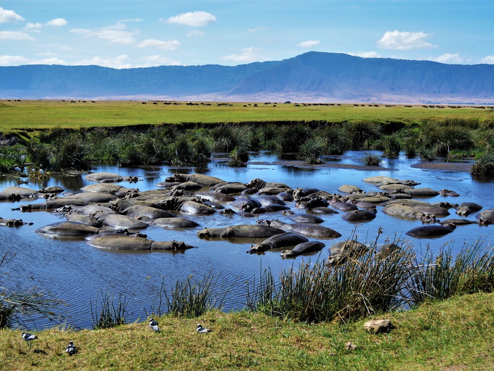 5天Ndutu， Ngorongoro&TarangireSafari - 2