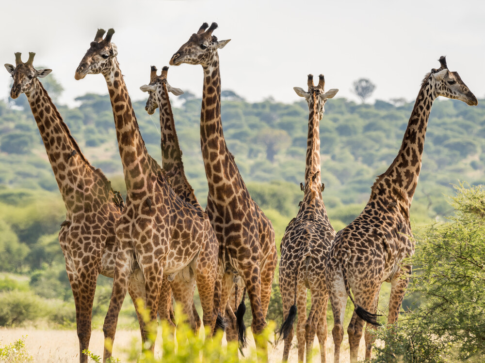 “为期5天的恩杜图野生动物体验——大迁徙后” - 1