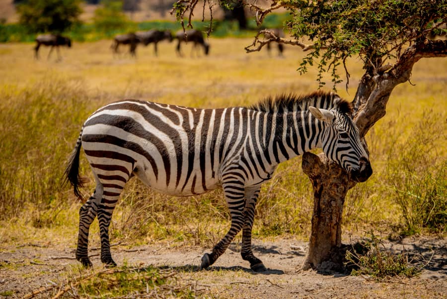 坦桑尼亚7日难忘Safari体验之旅 - 2