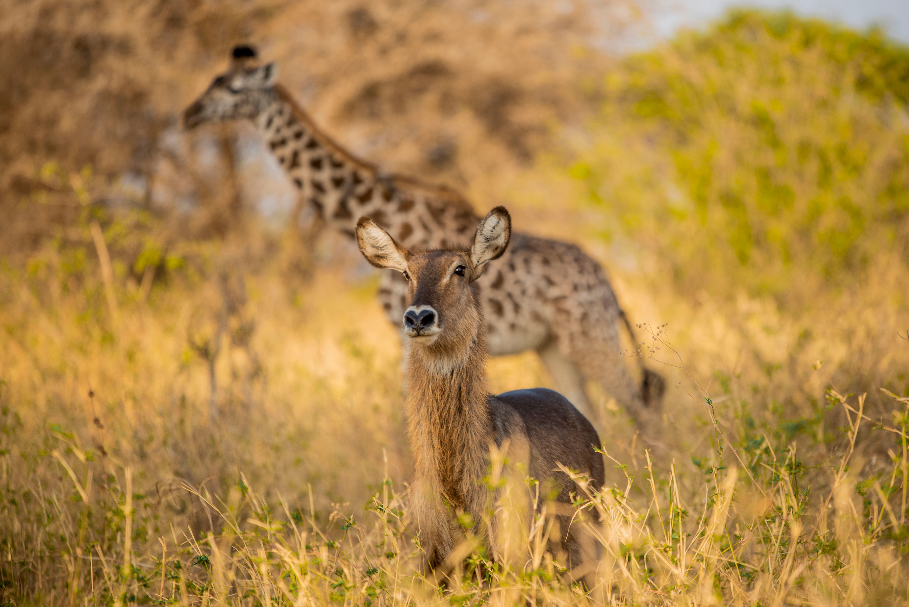 塞伦盖蒂平原10天豪华Safari - 3