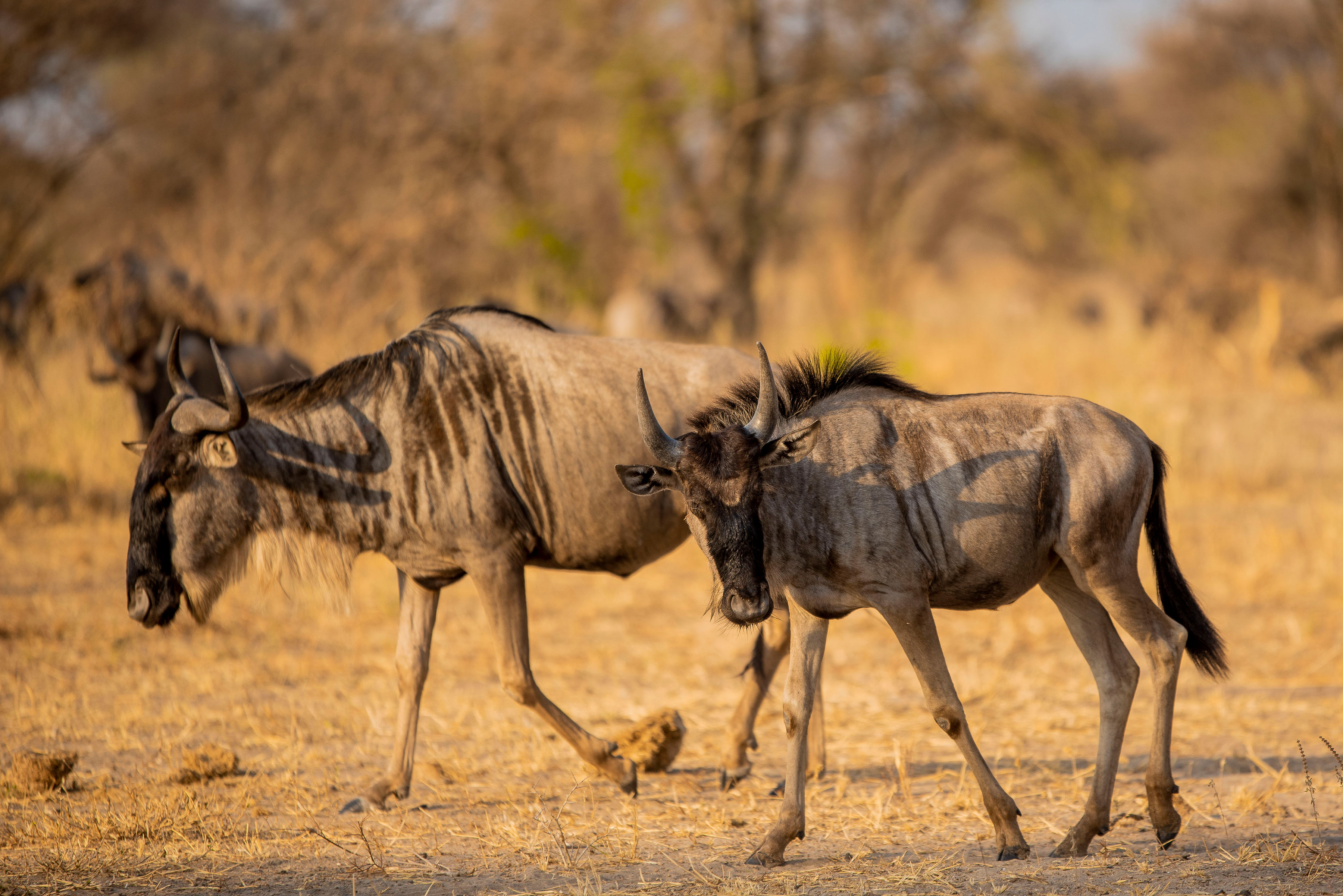 为期5天的坦桑尼亚马拉河大迁徙Safari - 1