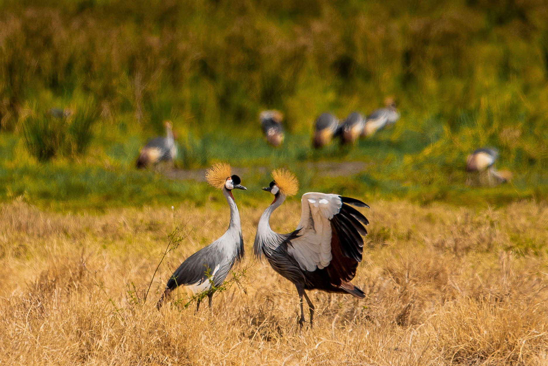 4天以上及以上-豪华 - 4