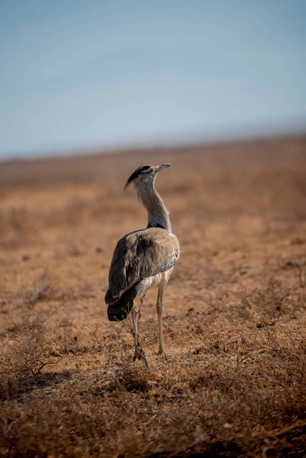 1天阿鲁沙国家公园徒步Safari - 3