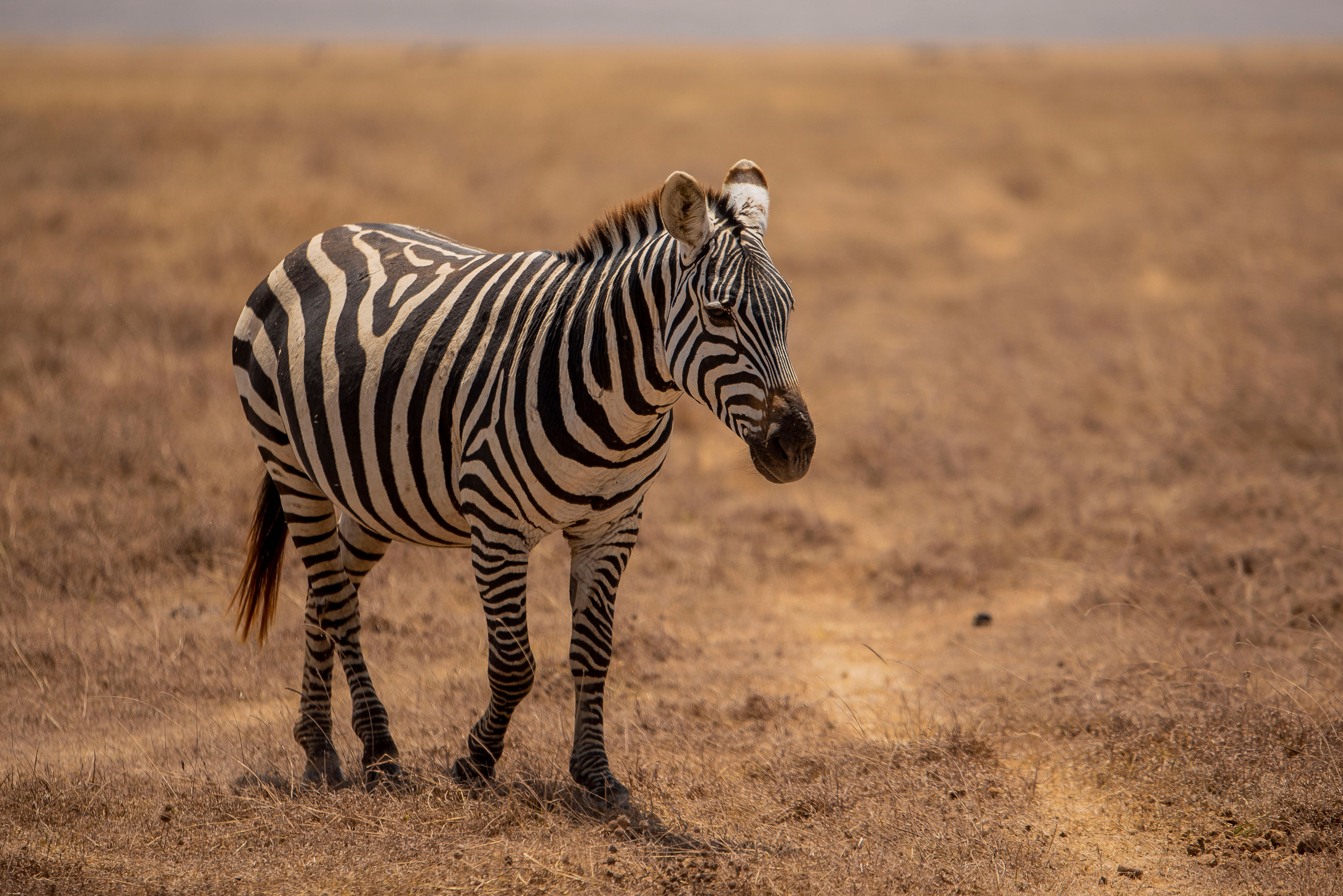 坦桑尼亚8天终极豪华Safari（飞抵） - 1