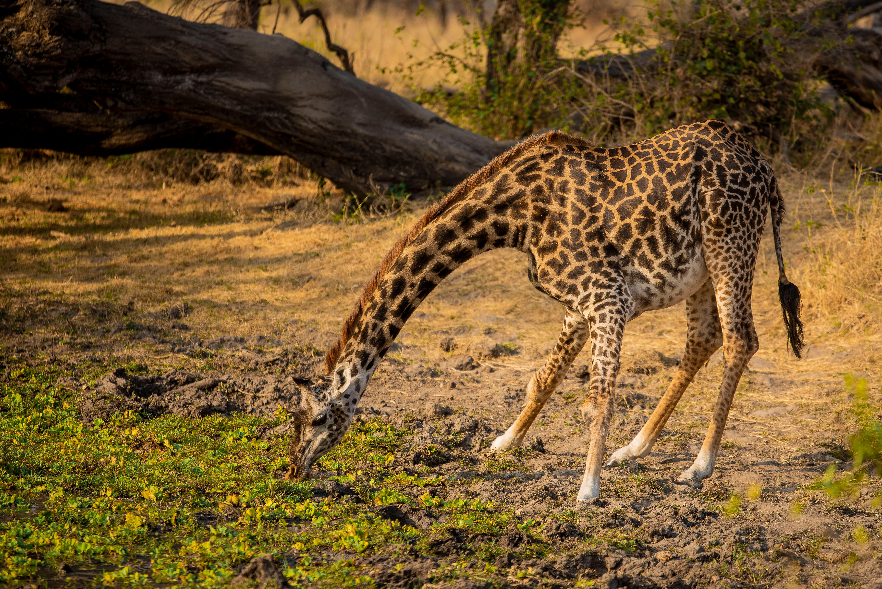 为期5天的坦桑尼亚马拉河大迁徙Safari - 4