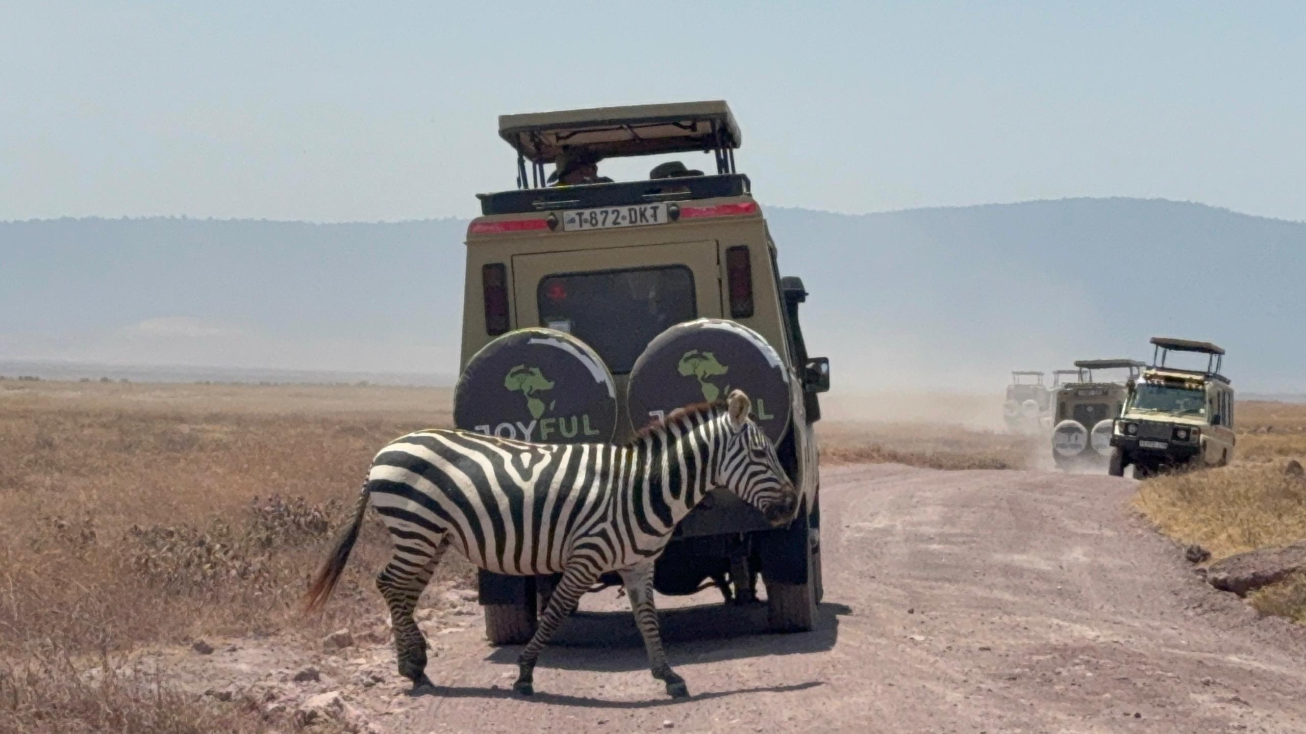 2天Tarangire Ngorongoro豪华往返Safari - 2