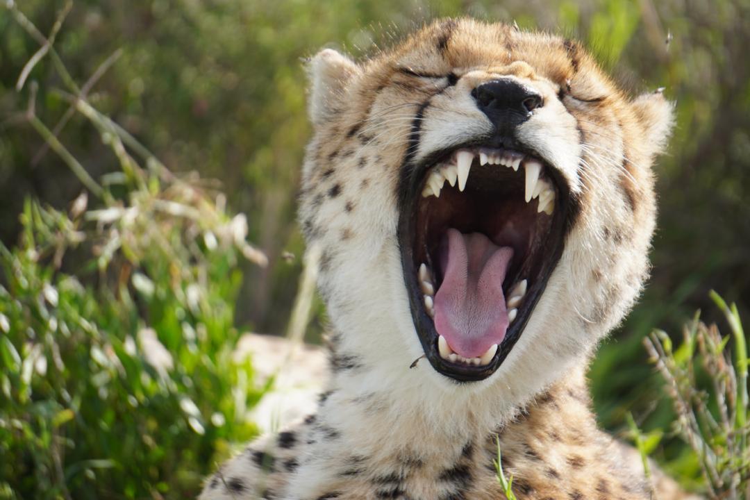 6天全包坦桑尼亚Safari - 3