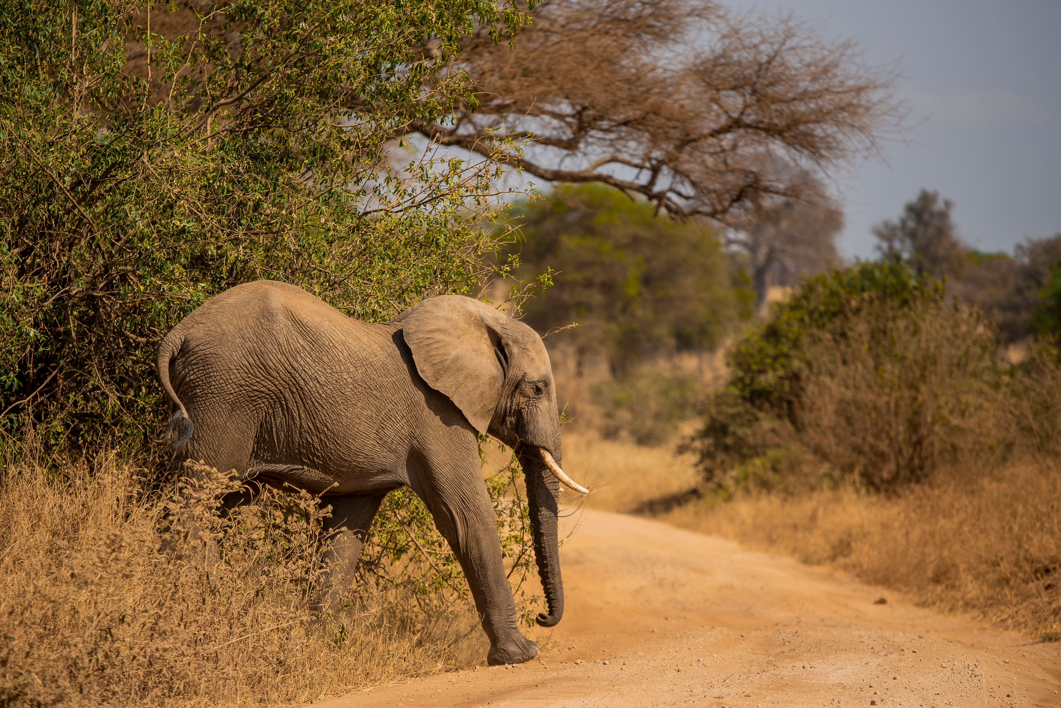 3天Tarangire， Ngorongoro，Lake Manyara豪华Safari - 3