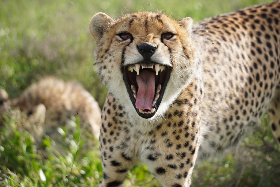 6天全包坦桑尼亚Safari - 4