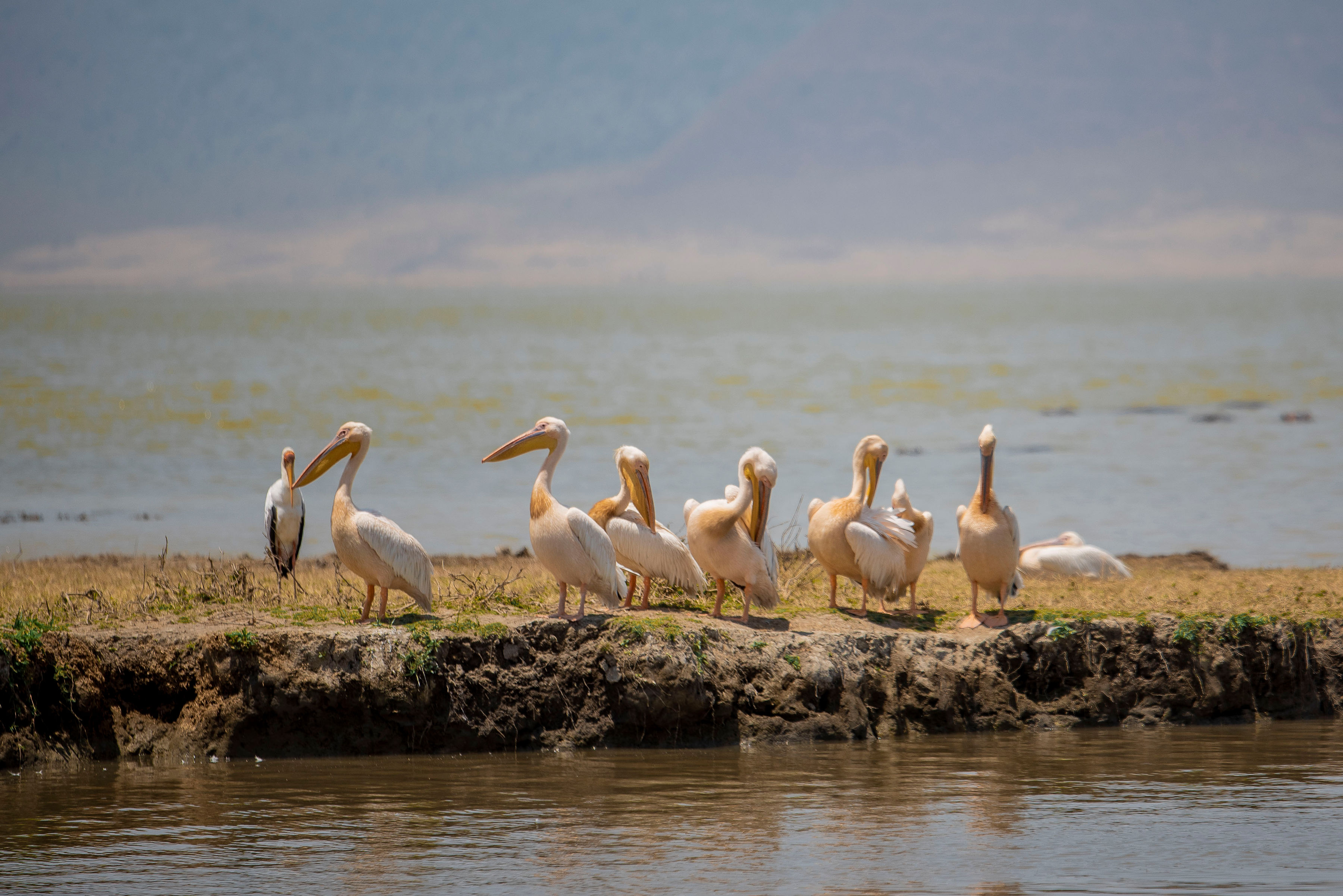 坦桑尼亚8天终极豪华Safari（飞抵） - 4