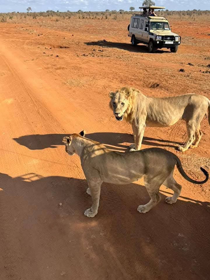 4天豪华Safari坦桑尼亚塔兰吉雷，中央塞伦盖蒂平原 - 1