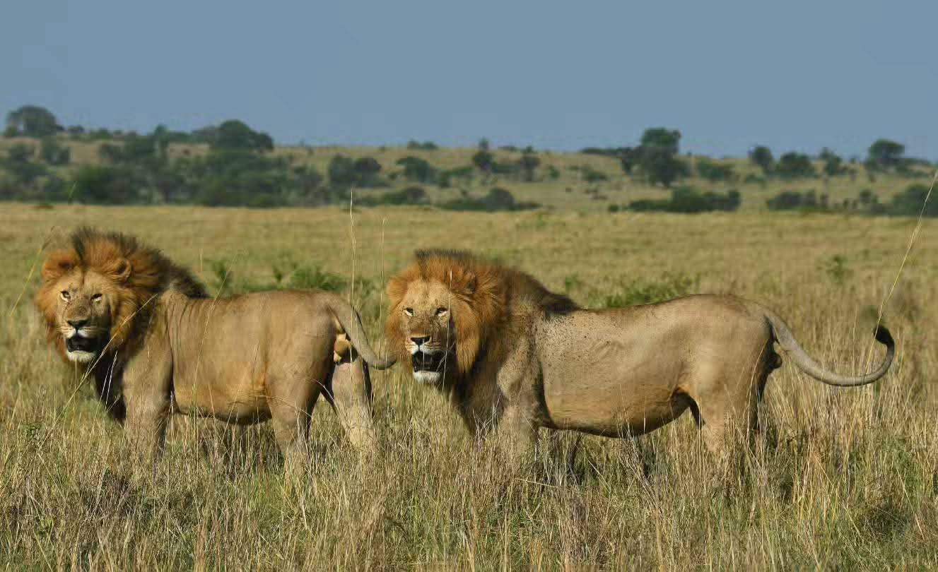 4天豪华Safari坦桑尼亚塔兰吉雷，中央塞伦盖蒂平原 - 4