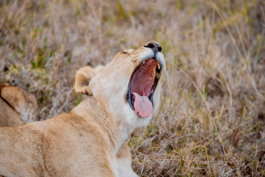 Ngorongoro Marera Mountain View