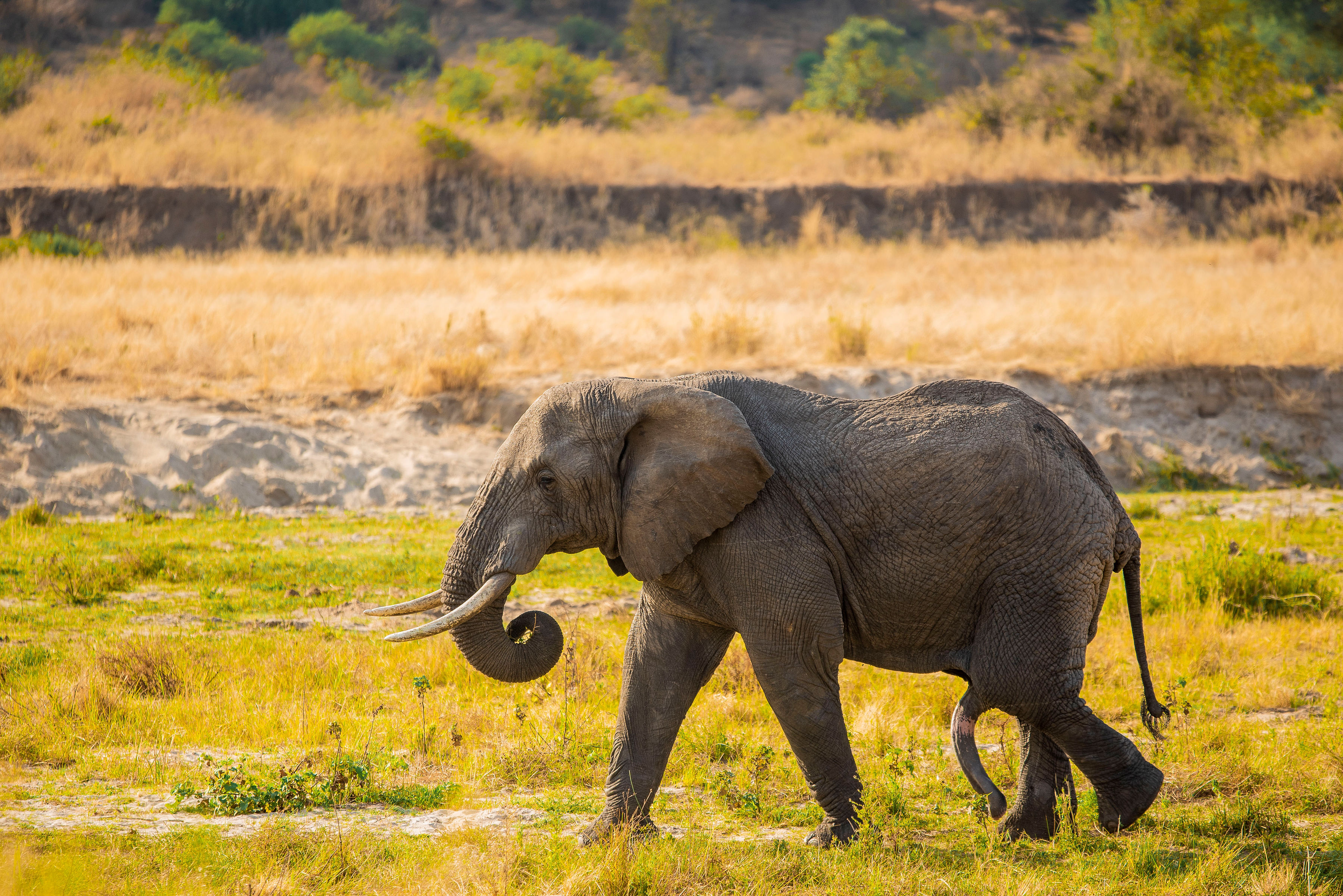 塔兰吉雷-塞伦盖蒂平原-恩戈罗恩戈罗4日游 - 2