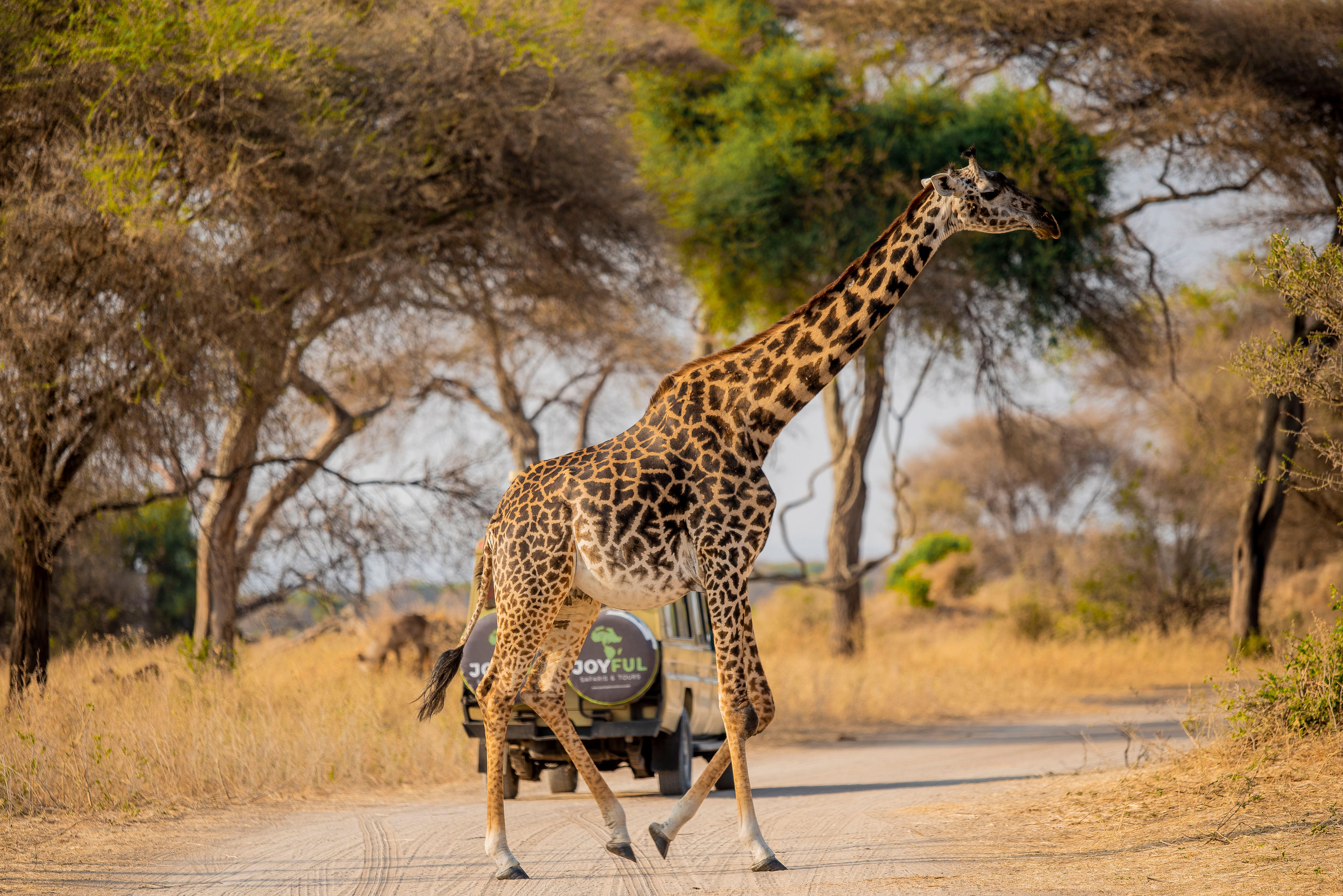 Four Season Safari  Lodge Serengeti