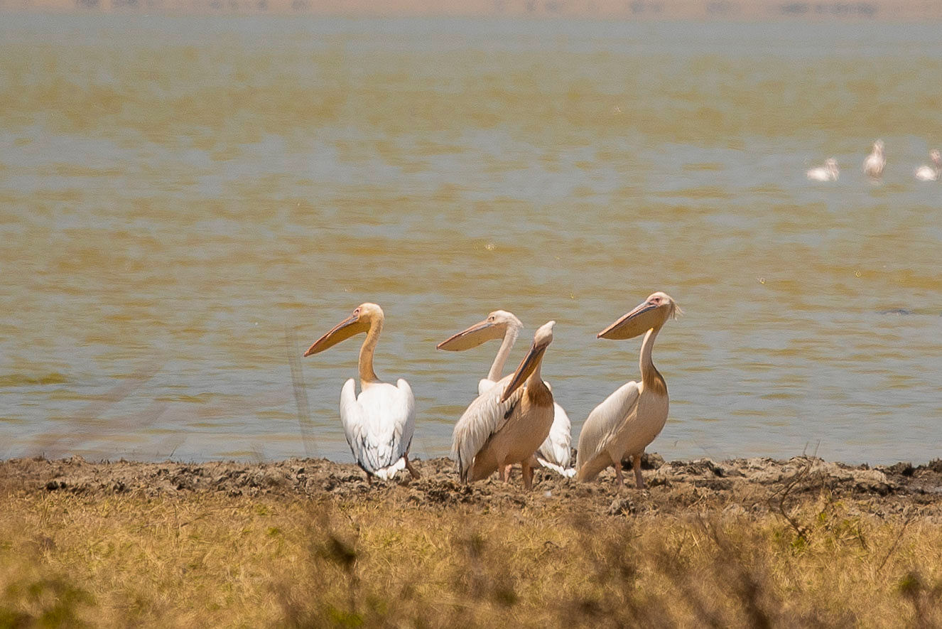 坦桑尼亚8天终极豪华Safari（飞抵） - 3