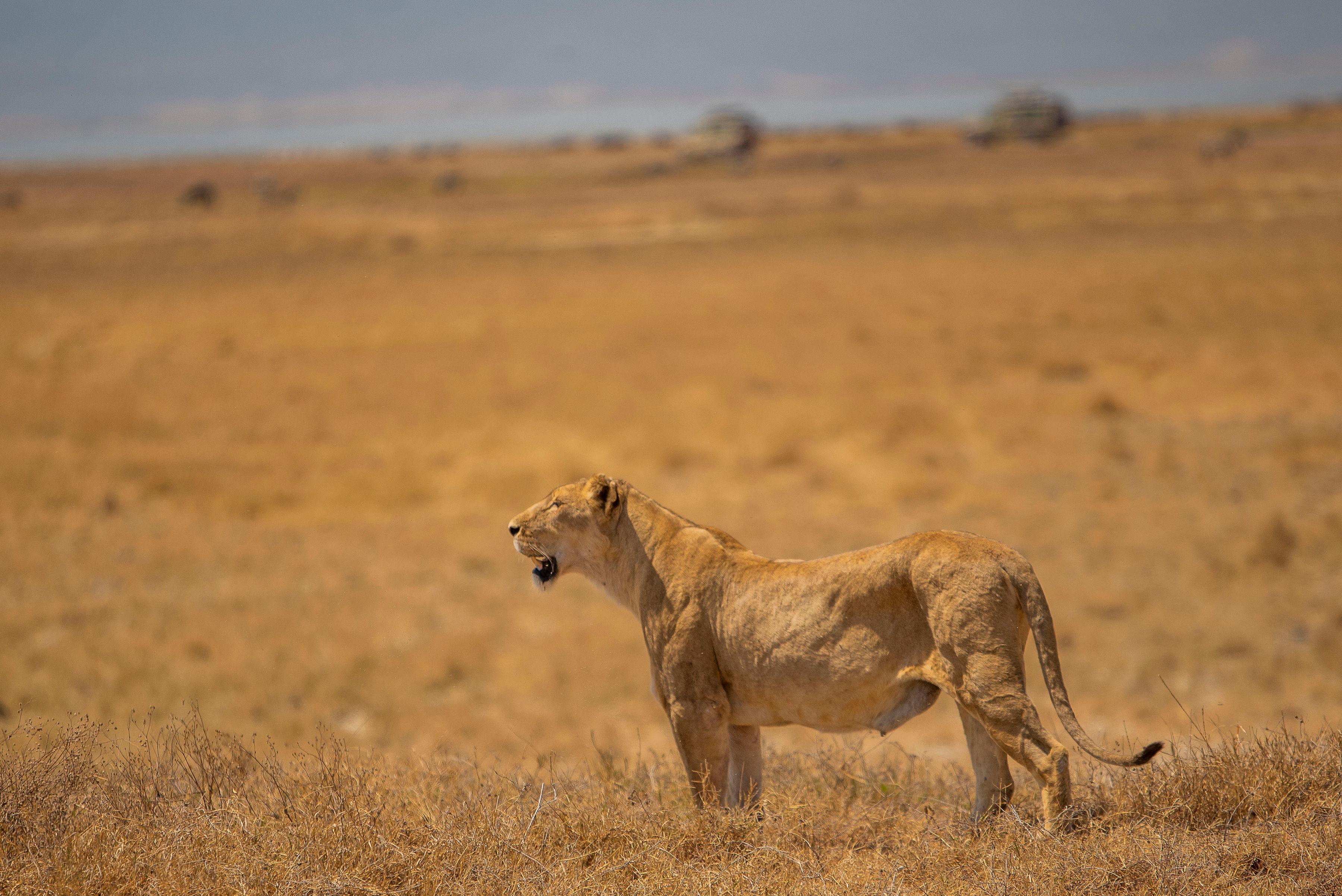  River Trees Country Inn – Arusha