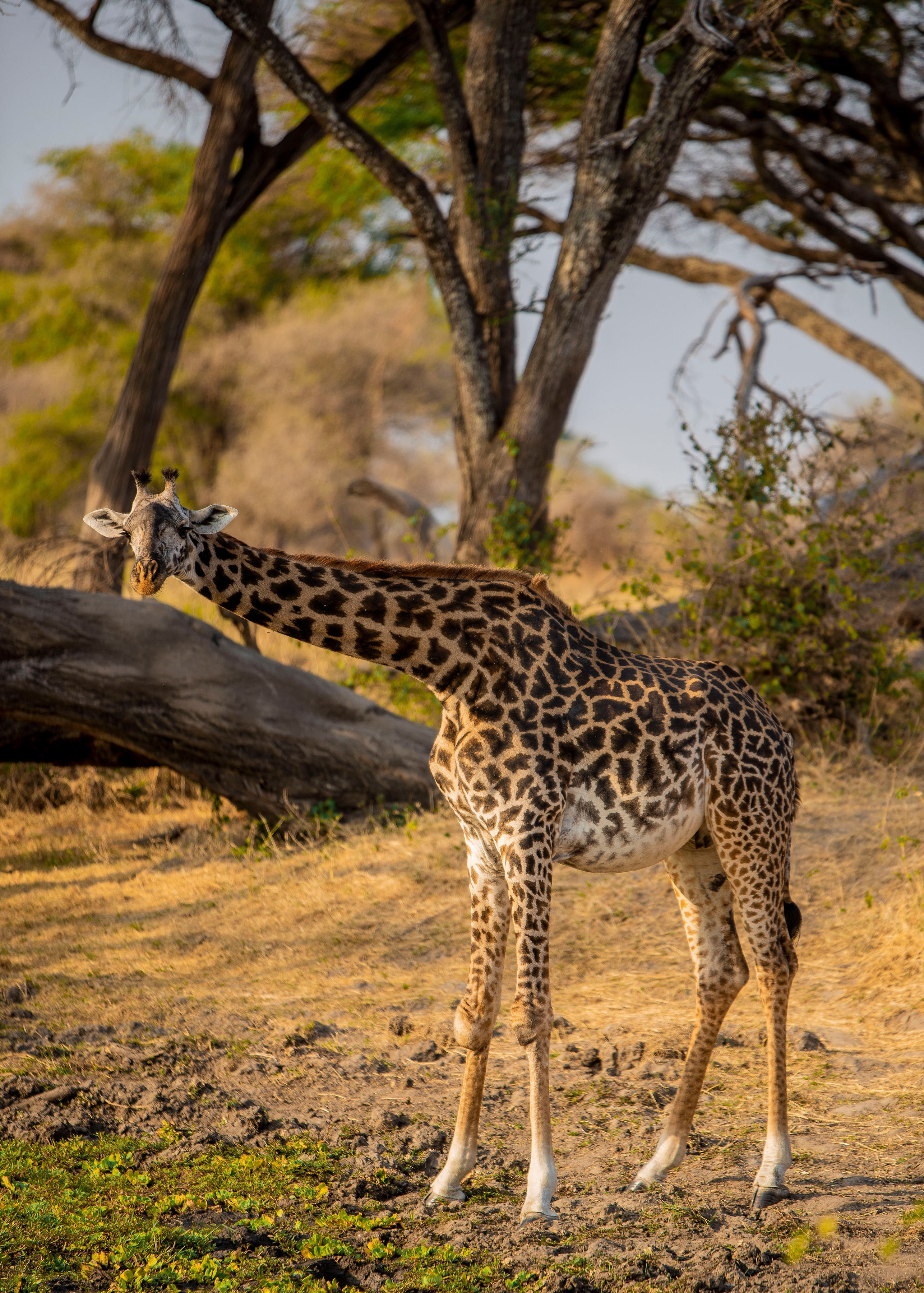 为期5天的坦桑尼亚马拉河大迁徙Safari - 3
