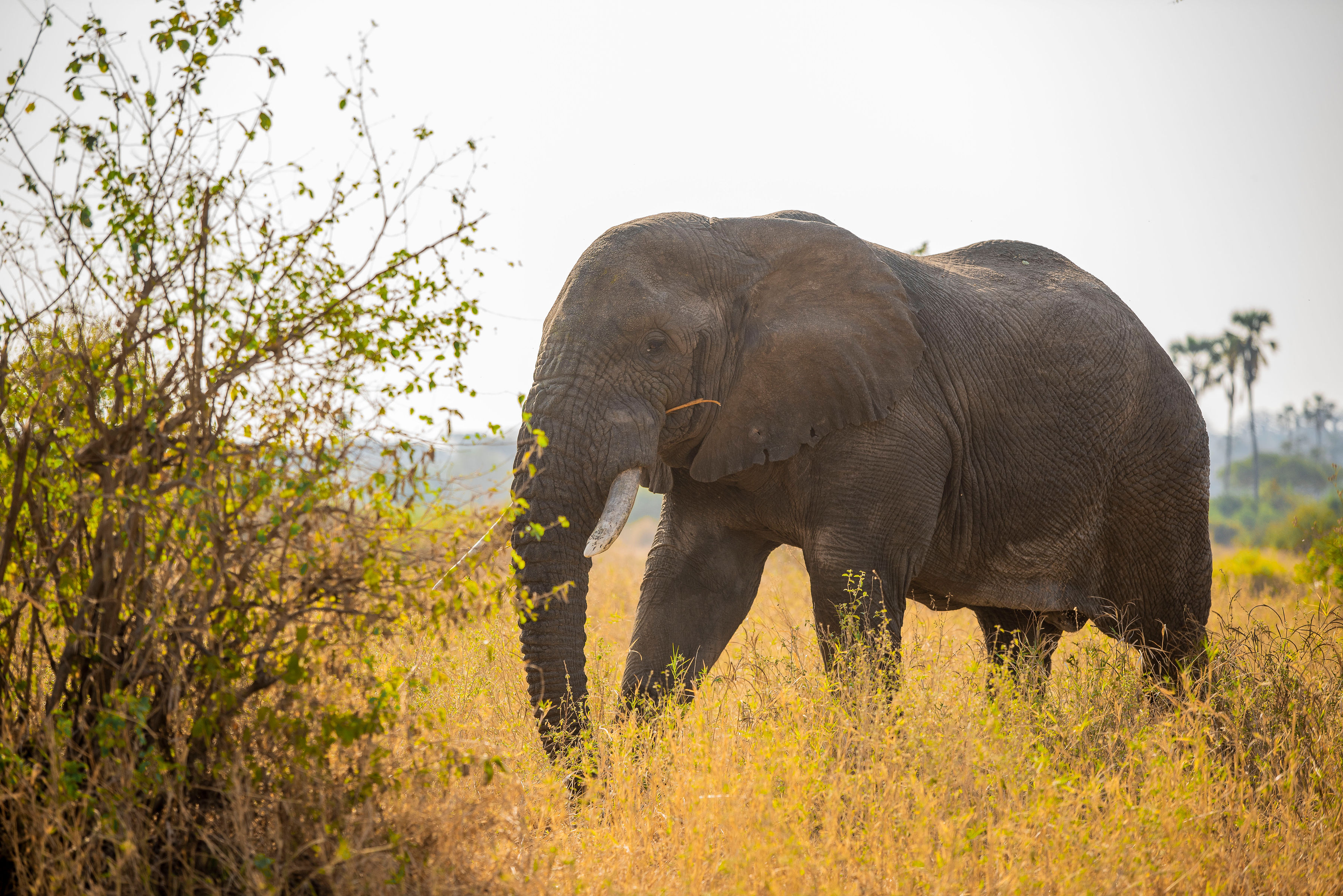 塔兰吉雷-塞伦盖蒂平原-恩戈罗恩戈罗4日游 - 4