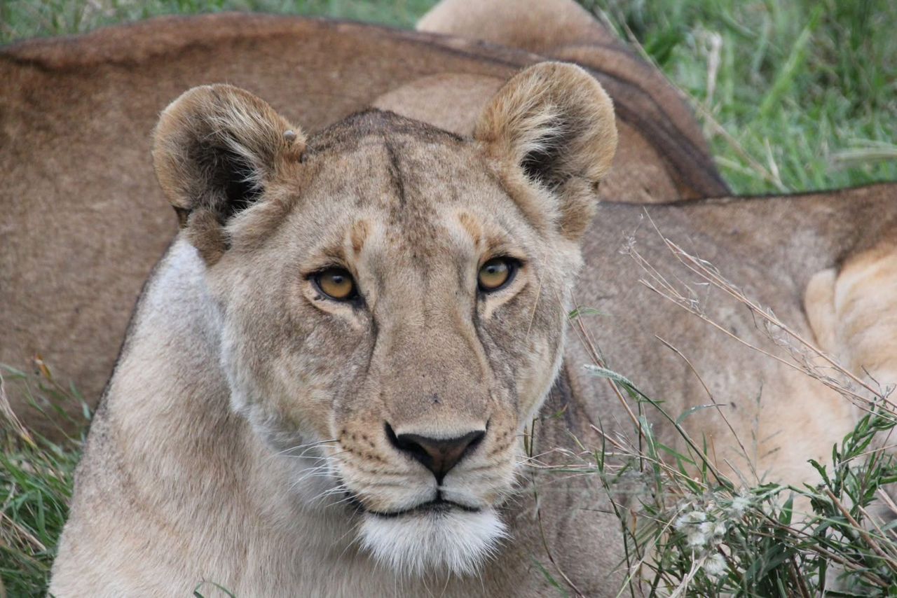 Nyumbani Tented Camp 