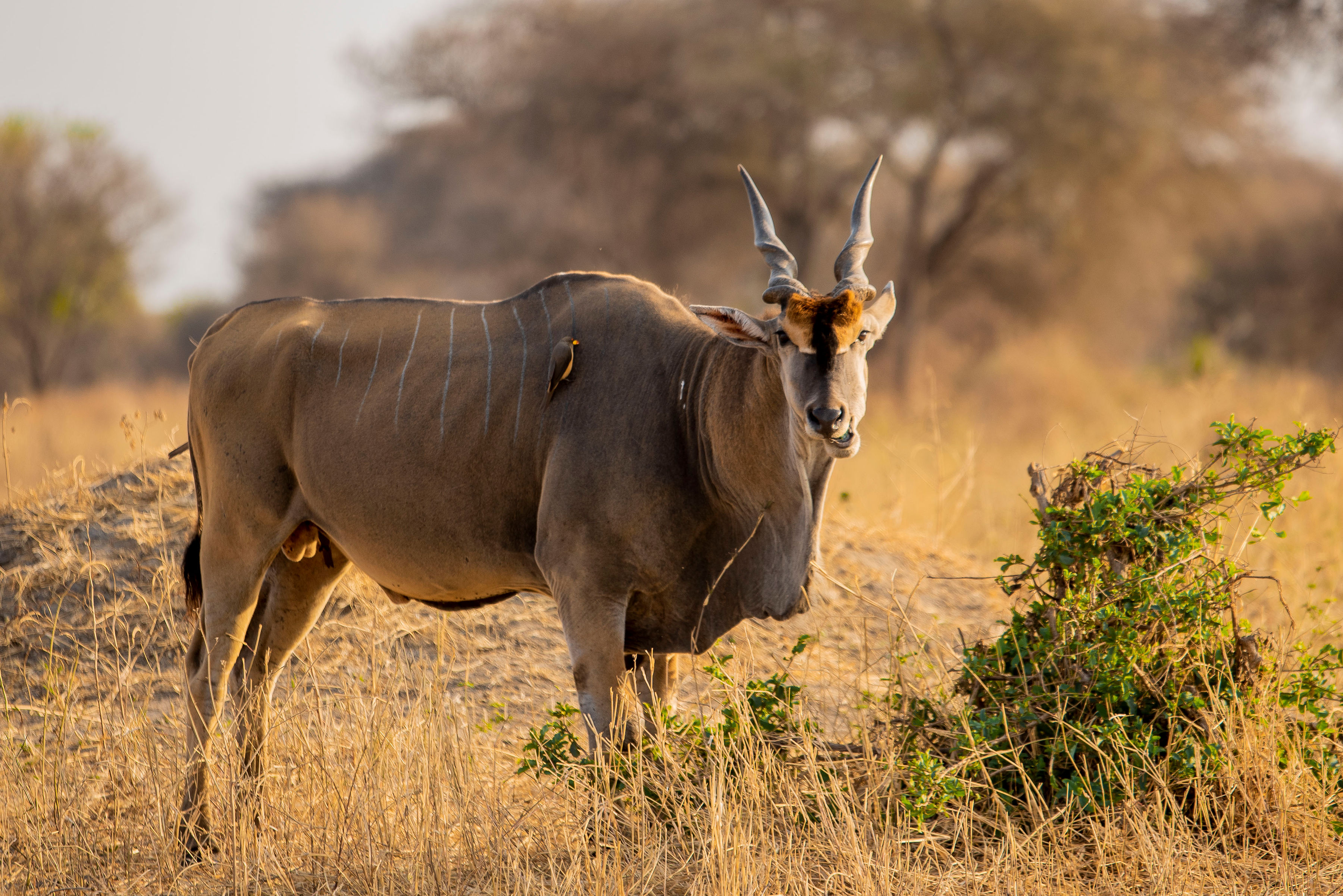 为期5天的坦桑尼亚马拉河大迁徙Safari - 2