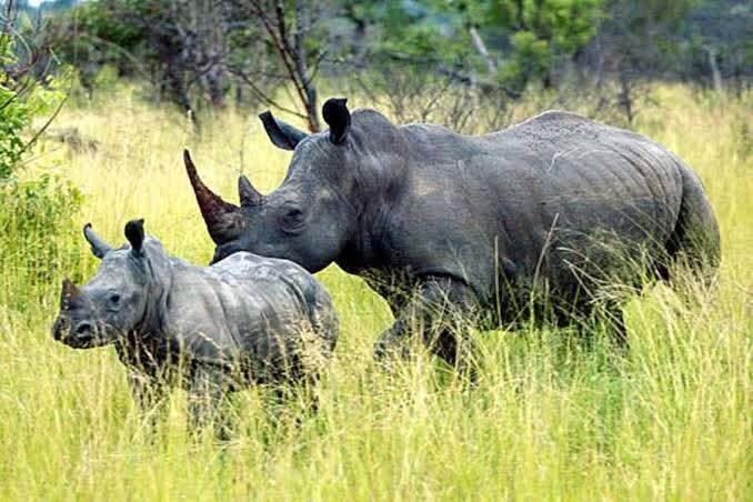 4天豪华Safari坦桑尼亚塔兰吉雷，中央塞伦盖蒂平原 - 3