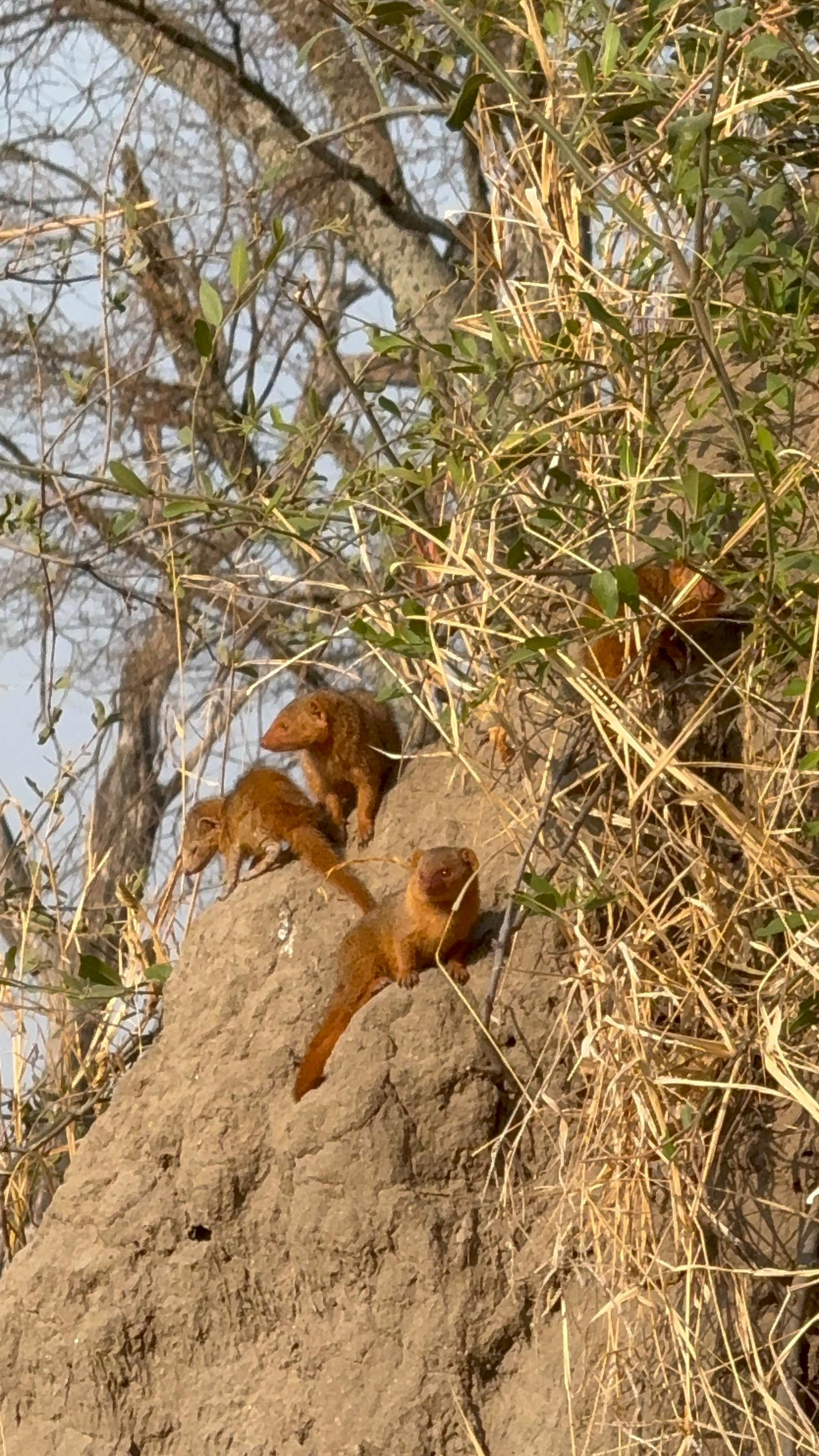 4天Safari-高端 - 1