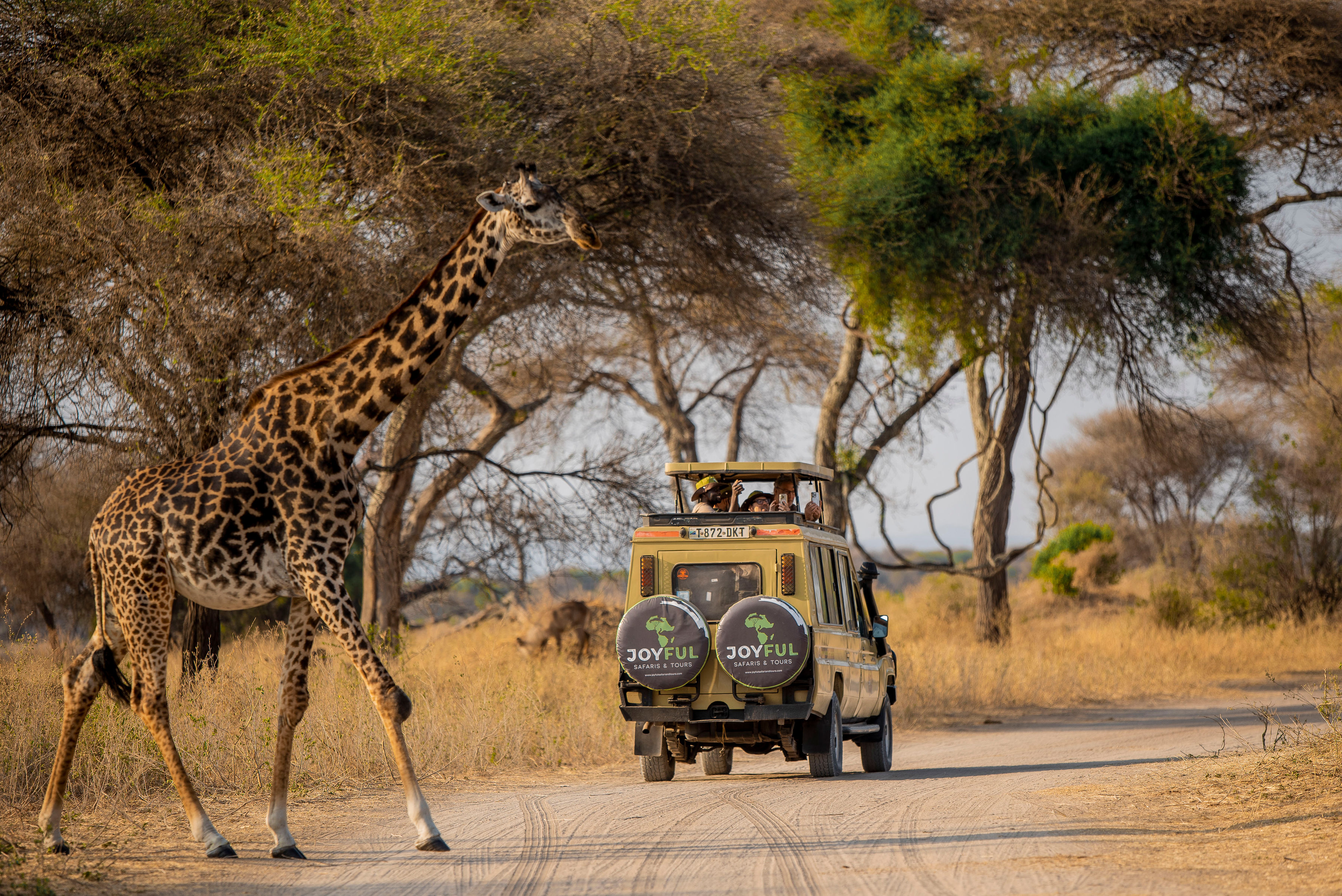 8天豪华蜜月Safari（3晚塞伦盖蒂平原）塔兰吉雷塞伦盖蒂平原、恩戈罗恩戈罗和曼亚拉湖 - 1