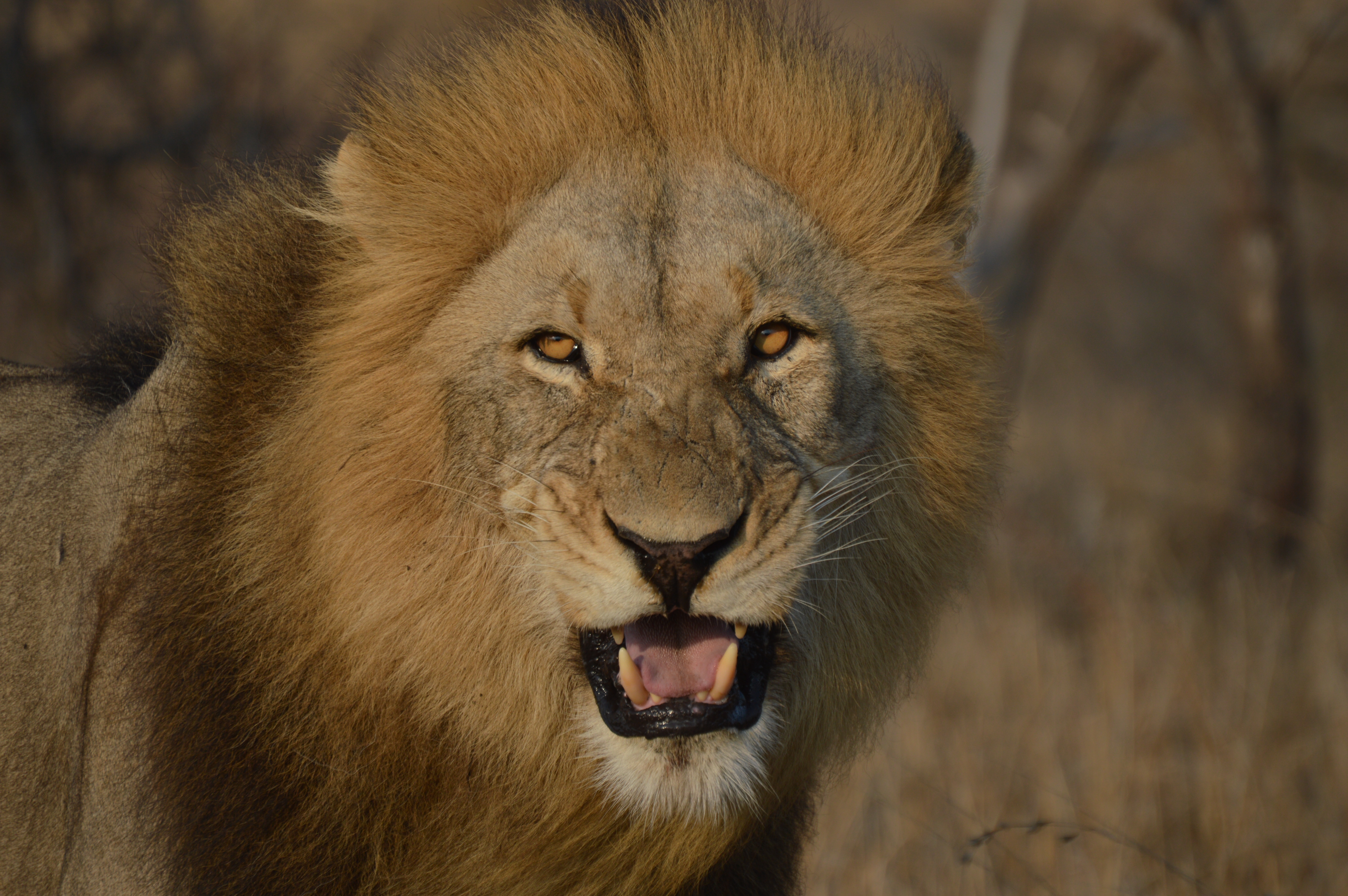 4天-激动人心的克鲁格和全景路线冒险 - 1