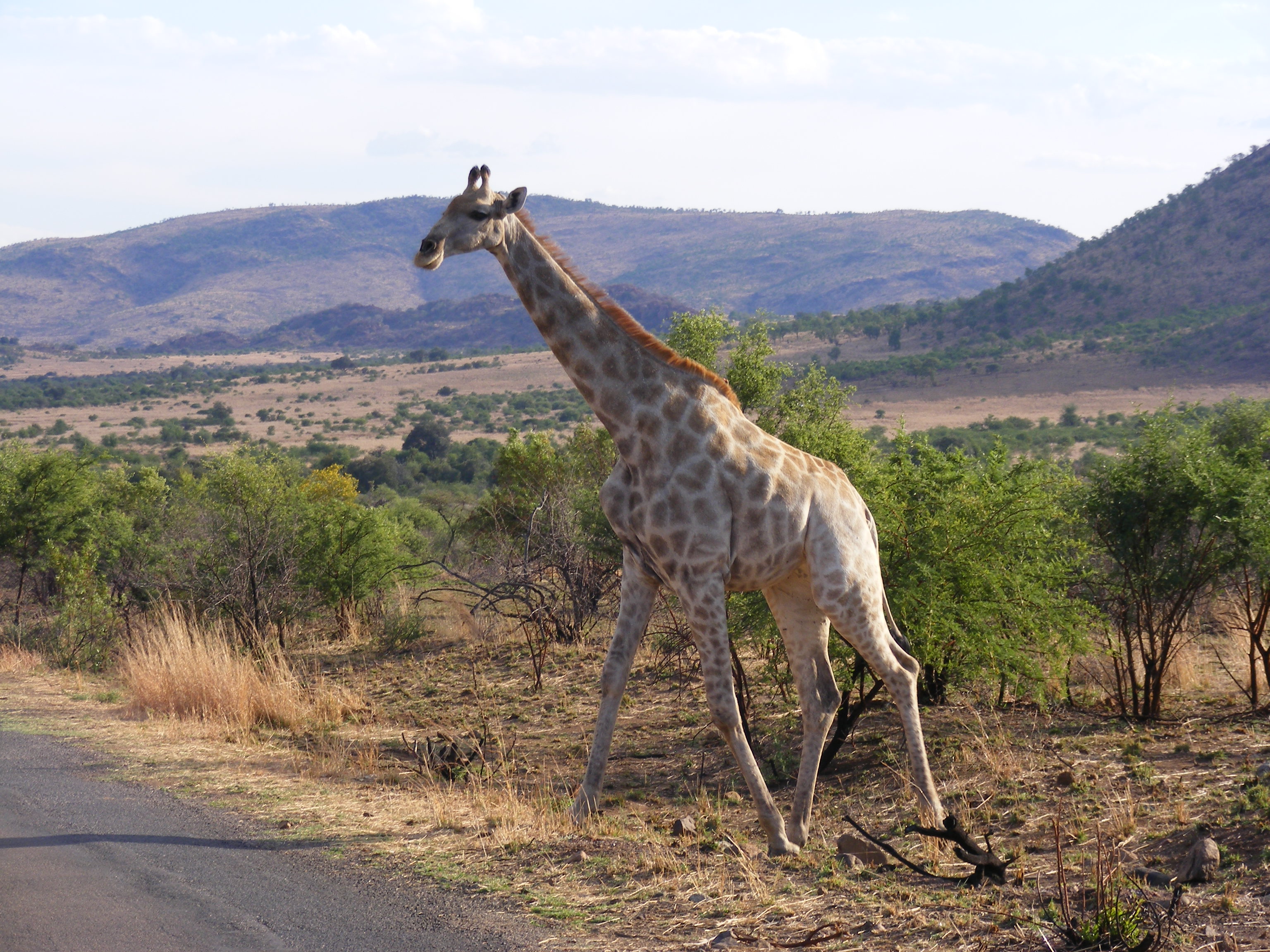 3天-负担得起的激动人心的克鲁格冒险  - 3