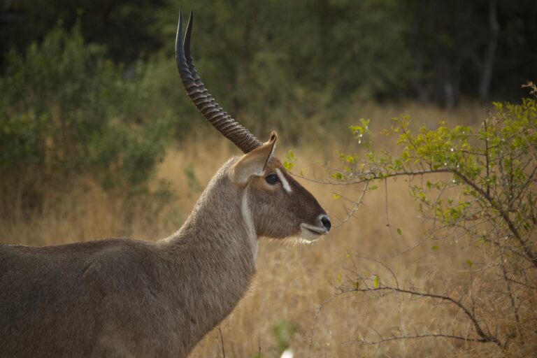 克鲁格公园Safari - 2