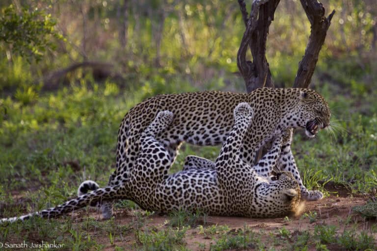 克鲁格公园Safari - 1