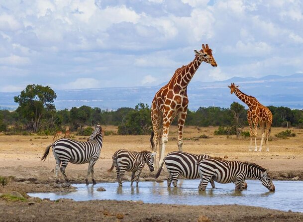 坦桑尼亚豪华Safari之旅-7天野生动物和荒野探险 - 3