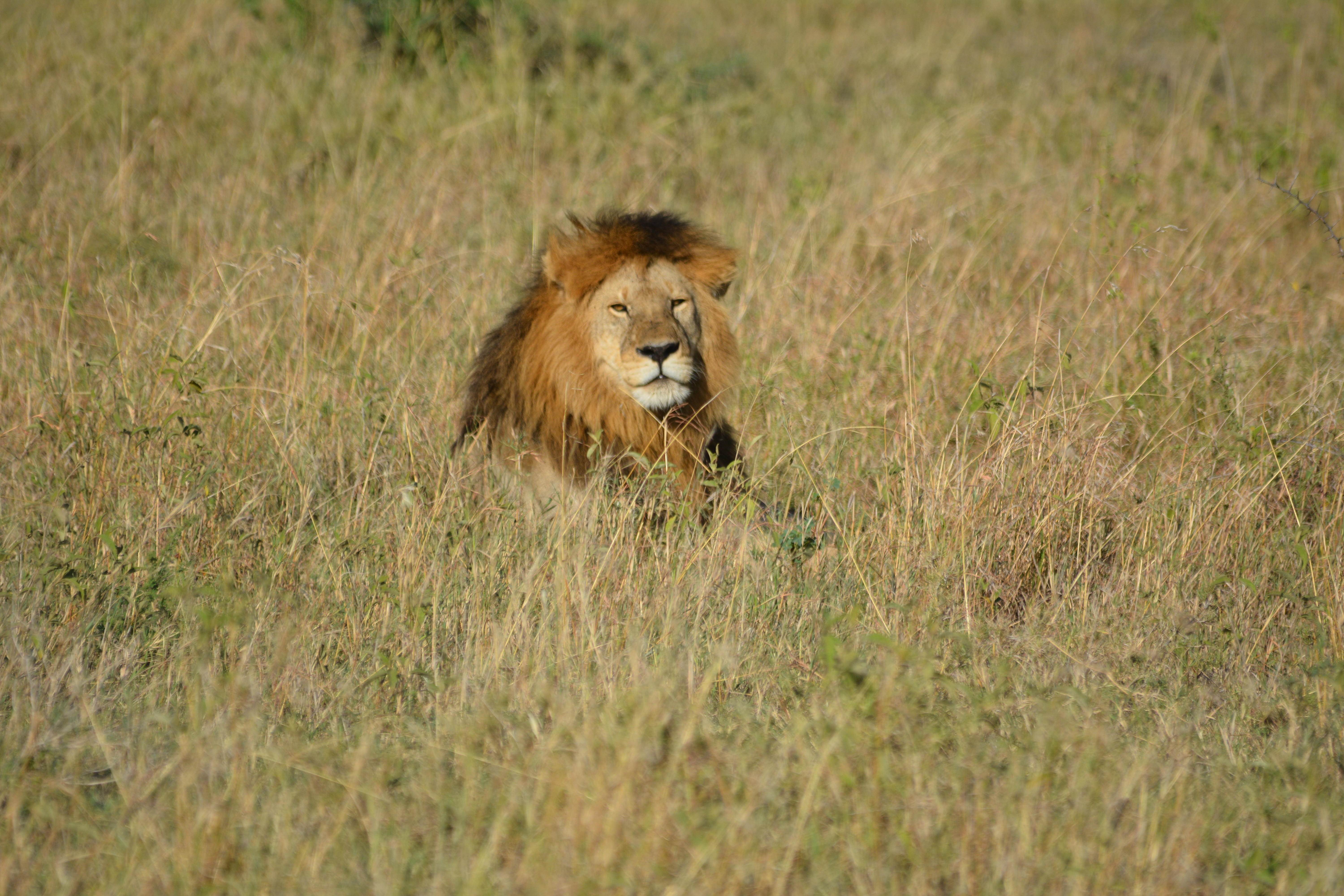 7天豪华Safari和海滩度假 - 1